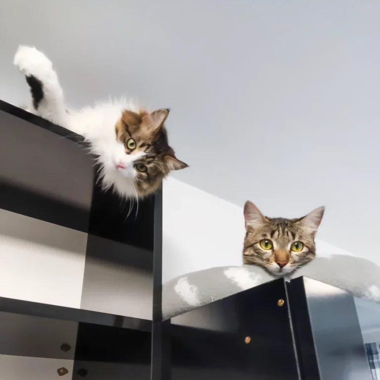 Две котки върху мебели за дневна с място за домашни любимци